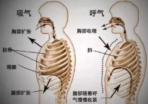 逆腹式呼吸有什么好处 练气功的呼吸要领