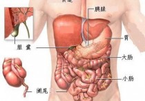 减内脏脂肪有什么危害 内脏脂肪暴增的原因