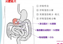 暴食后吃什么 暴食一顿后第二天如何补救