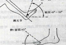 什么叫单腿屈伸运动 足趾屈和足背屈动作