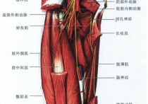 大腿外侧有什么肌肉 大腿肌群图解