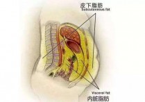 晨跑注意什么才能减肥 早上跑步减肥有效果吗