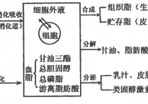 人体什么代谢 新陈代谢正常特点