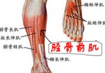 小腿侧面什么肌肉 小腿肌肉分为哪几种