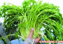 水菜是什么菜 南方有什么菜叫水菜