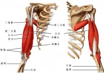 手臂背面是什么肌肉 练三头肌外侧最好的动作
