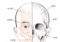 承浆穴下面是什么穴 承浆穴位按压疼痛