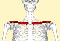 锁骨有什么样子 锁骨位置图
