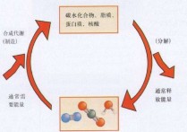 如何加快新陈代谢 怎么可以快速促进身体的新陈代谢