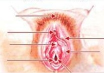 什么样的外阴需要整形 哪些女性适合做外阴整形