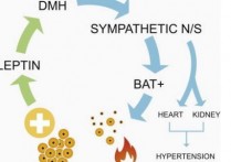 什么东西产生瘦素 怎样激活体内的瘦素