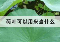 荷叶还可以是什么呢 小学课文七月的天山