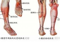 坐姿腿屈伸发展什么肌肉 在家怎么才能训练到股四头肌