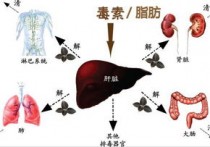 肝胆排毒的最佳方法 中医肝胆排毒的最好方法