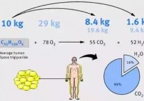 什么器官消耗脂肪 脂肪从人体排出的方式
