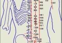 艾灸什么部位减肥 艾灸怎么减肥图解