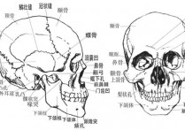 为什么脸变小 为啥年纪大了脸变宽了