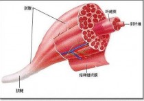 什么是肌纤维肥大 肌肉缩小是什么原因引起的