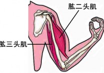 女的什么重量哑铃适合 8公斤哑铃适合女生练吗