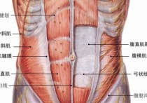 腹部是什么肌肉 腹部四大肌肉图解