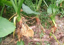 野山芋是什么食物 东北野生山芋头长在什么地方