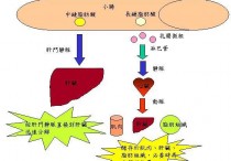 什么药提高脂肪代谢 减肥快速提高代谢功能吃什么药