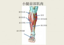 跑步为什么腿前面痛 跑步后小腿前面骨头疼